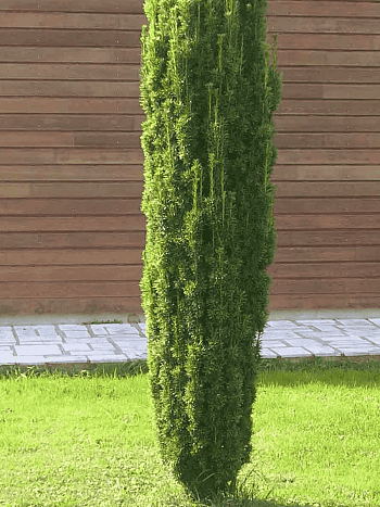 Тис ягодный Fastigiata