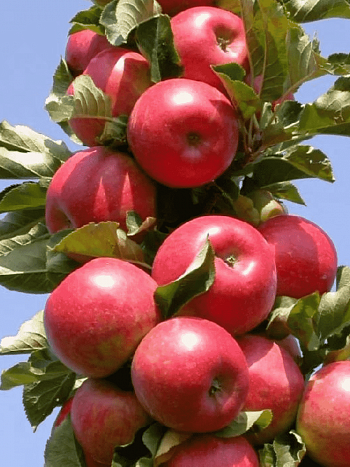 Яблоня Колоновидная Московское ожерелье