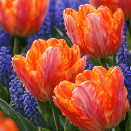 Тюльпан попугайный Irene Parrot