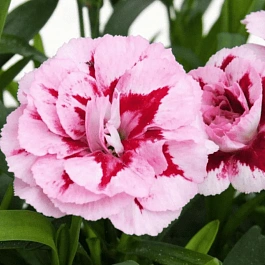 Гвоздика Oscar Purple Star 19