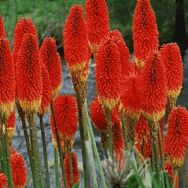 Книфофия ягодная Royal Castle