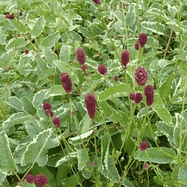 Кровохлебка Мензиса Dali Marble