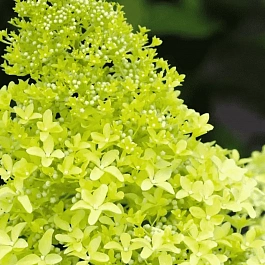 Гортензия метельчатая Magical Lime Sparkle