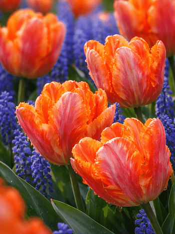 Тюльпан попугайный Irene Parrot