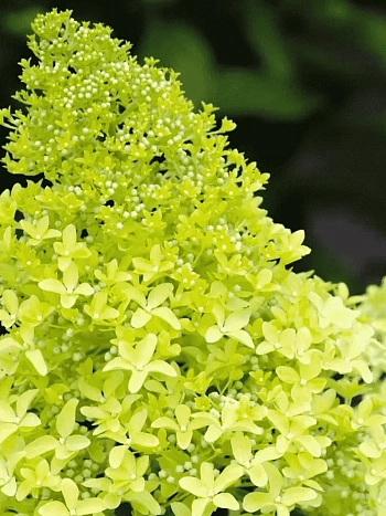 Гортензия метельчатая Magical Lime Sparkle