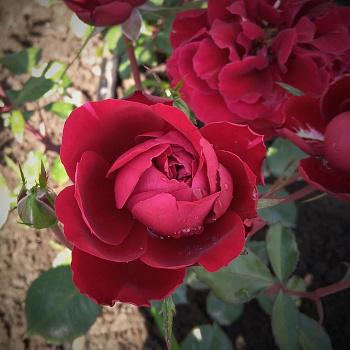 Роза плетистая Клайминг Крайслер Империал Роза плетистая Клайминг Крайслер Империал