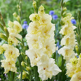 Гладиолус гофрированный Хэппи Тач