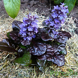 Живучка ползучая Блэк Скэллоп