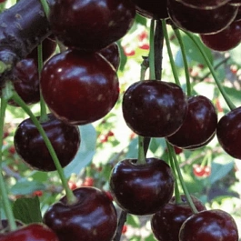 Дюк (Черевишня) Надежда