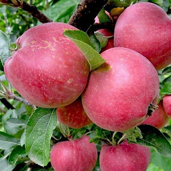 Яблоня Мечта