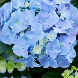 Гортензия крупнолистная Early Blue