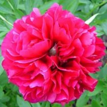 Пион древовидный Очаровательная Весна