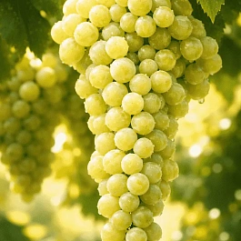 Виноград культурный Солярис