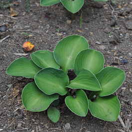 Хоста гибридная Монстер Ирз