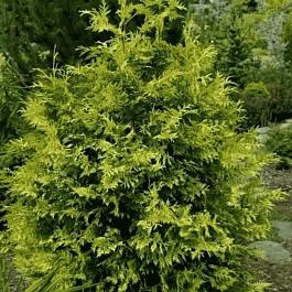 Туя складчатая Zebrina