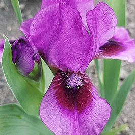 Ирис карликовый Yo Yo