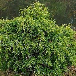 Туя западная Filiformis