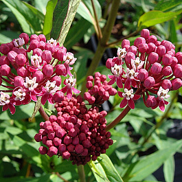 Ваточник инкарнатный Синдерелла