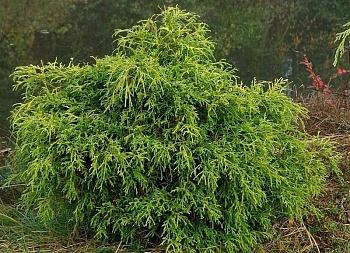 Туя западная Filiformis