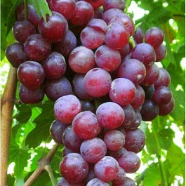 Виноград плодовый Герман