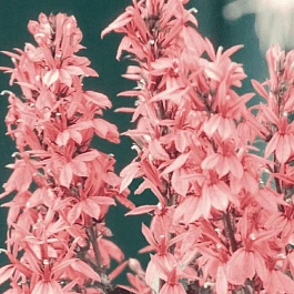 Лобелия прекрасная Fan F1 Salmon