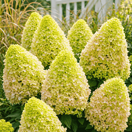 Гортензия метельчатая Little Lime ТОЛЬКО САМОВЫВОЗ