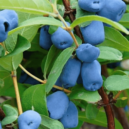 Жимолость Синеглазка