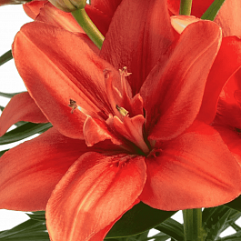 Лилия Pura Amor