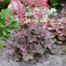 Гейхера Cassis