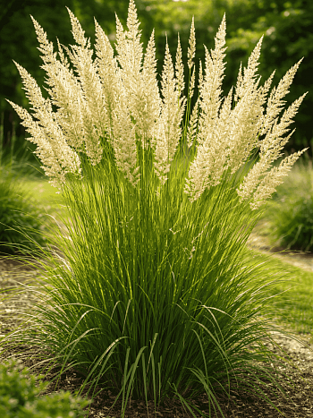 Колерия крупноцветковая