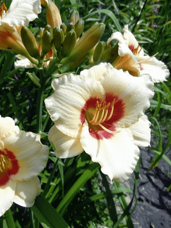 Лилейник Briliant Circle