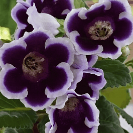 Глоксиния Kaiser Wilhelm