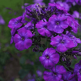 Флокс метельчатый Тайна