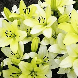 Лилия Trebbiano Gerrit Zalm