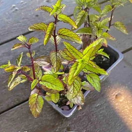 Мята арвенсис "Таи"