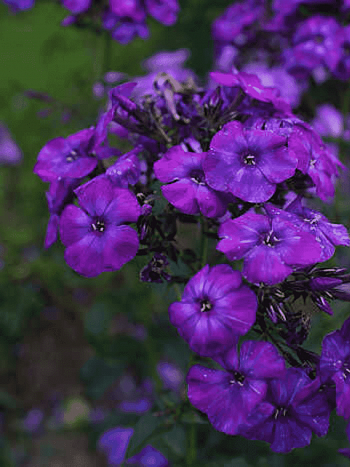 Флокс метельчатый Тайна