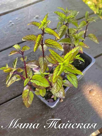 Мята арвенсис "Таи"