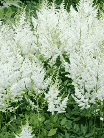 Астильба Арендса Diamant