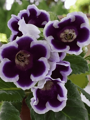 Глоксиния Kaiser Wilhelm