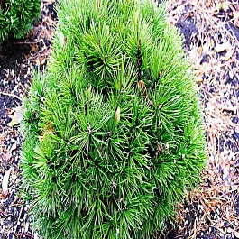 Сосна горная Hesse