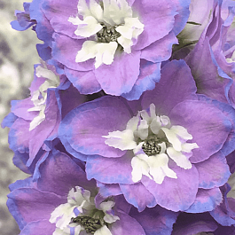 Дельфиниум  культурный Pacific Giant Camelliard