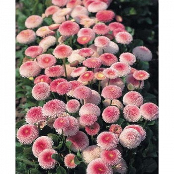 Маргаритка Тассо Стробери энд Крим