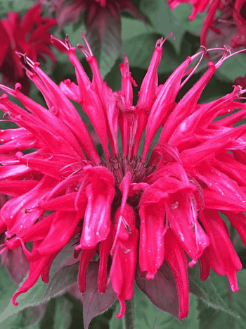 Монарда гибридная Mahogany