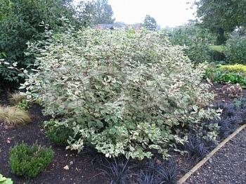 Дерен (кизил) белый Variegata