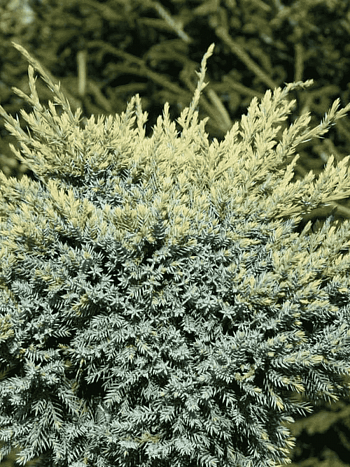 Можжевельник чешуйчатый Dream Joy