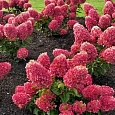 Гортензия метельчатая Raspberry Pink