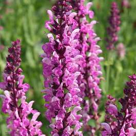 Сальвия дубравная Роуз Квин НАБОР 2ШТ