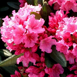 Рододендрон гибридный Ян II Собеский