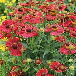 Гелениум осенний Helena Red