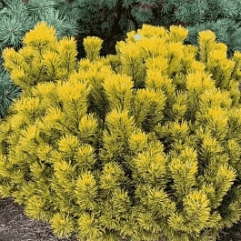 Сосна горная Carsten